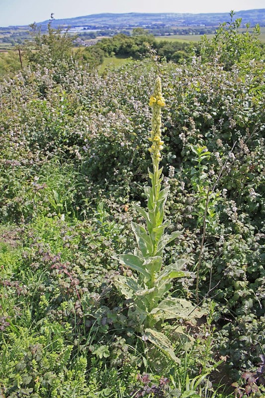 Great Mullein