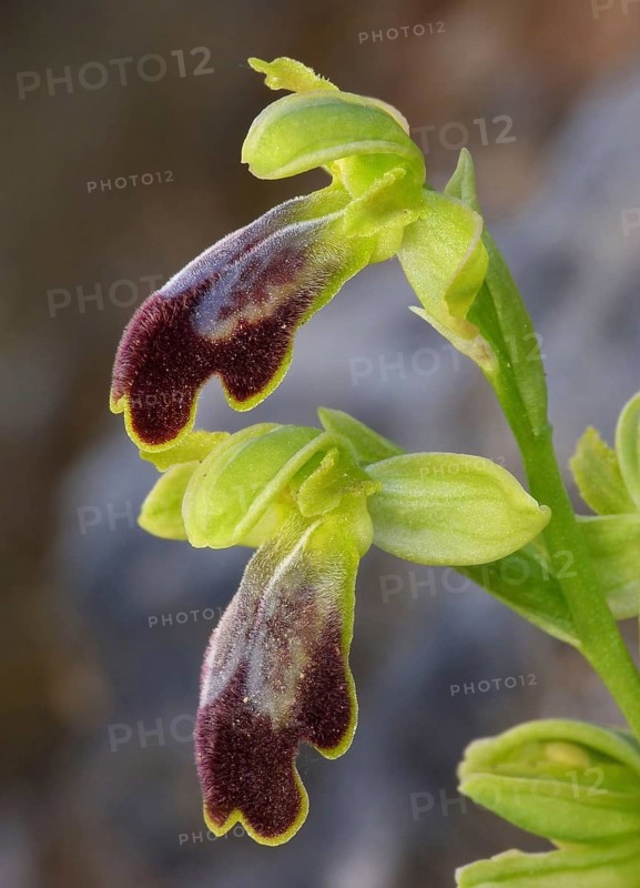 Dusky sombre bee-orchid