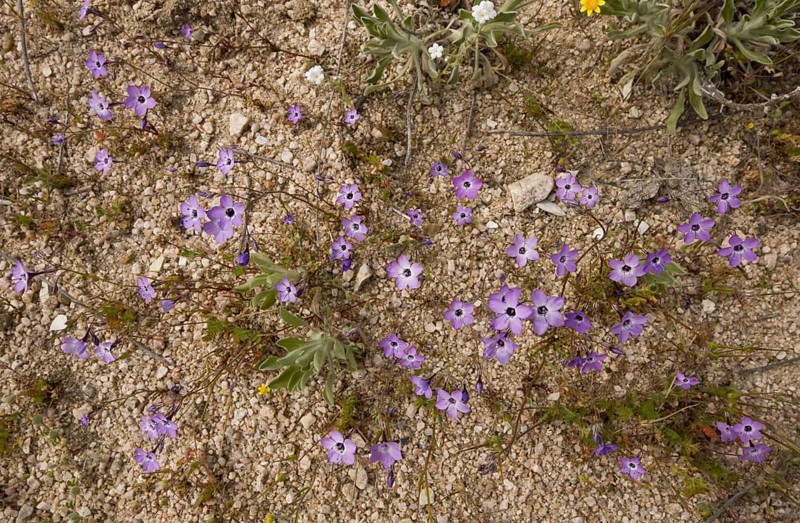 Bird's-eye Gilia
