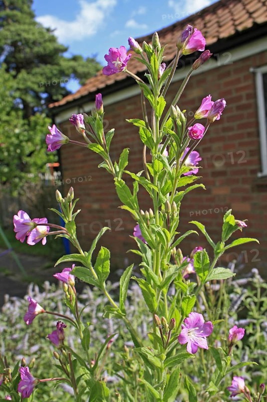 Great willowherb