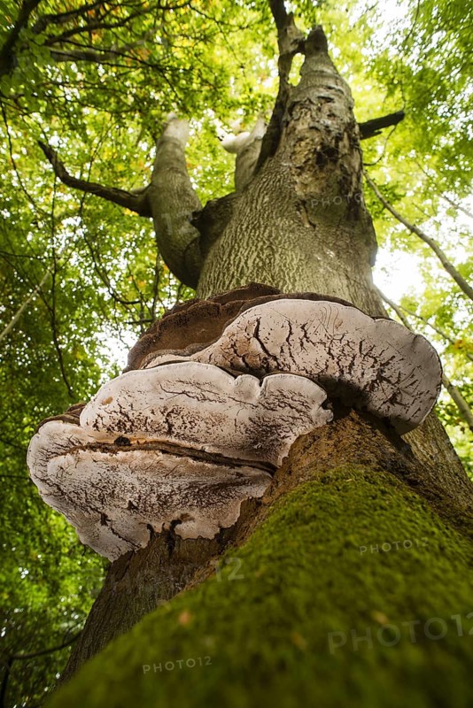 Fruiting bodies of artist's mushrooms