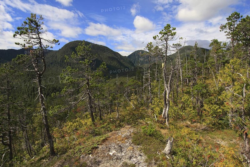 Shore Pine