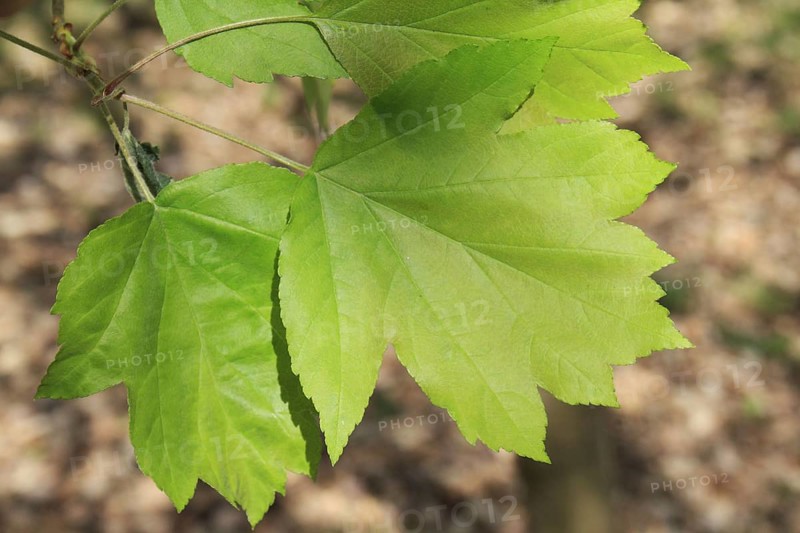 Wild Service Tree