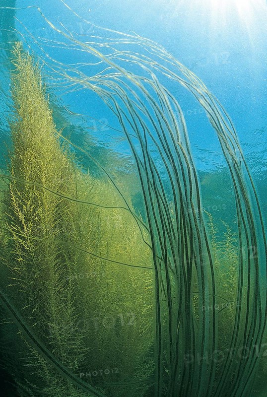 Sea spiral