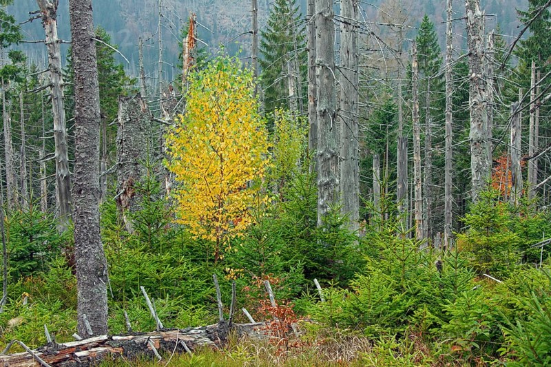 Dead spruce trees infested by the European spruce bark beetle