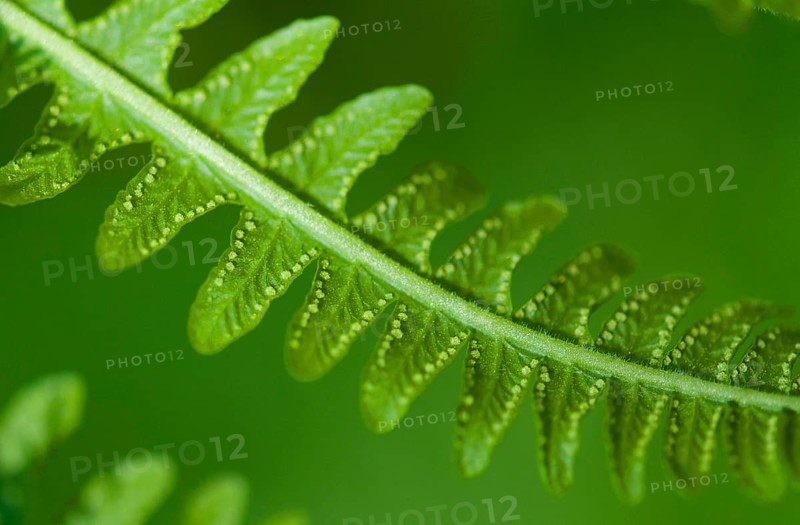 Mountain fern