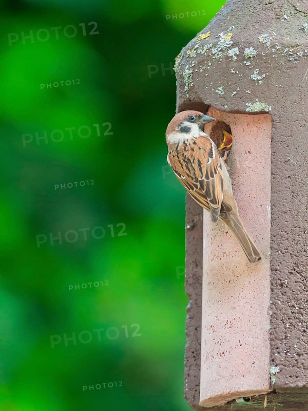 Tree sparrows at the nest box