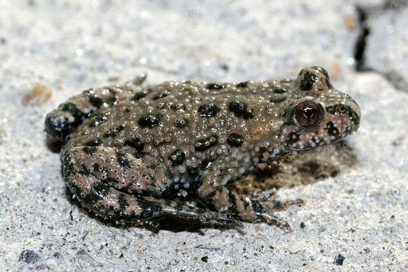 Fire-bellied toad