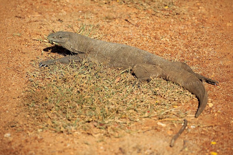 Bengal bengal monitor