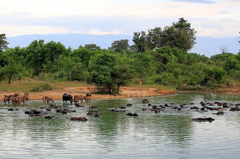 Water buffalo