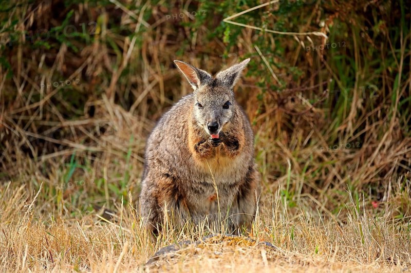 Tammar Wallaby