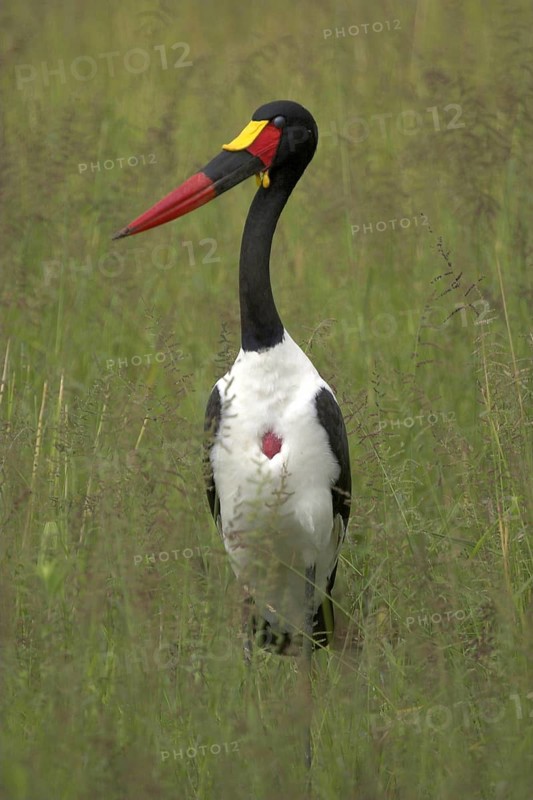 Saddle-bill stork
