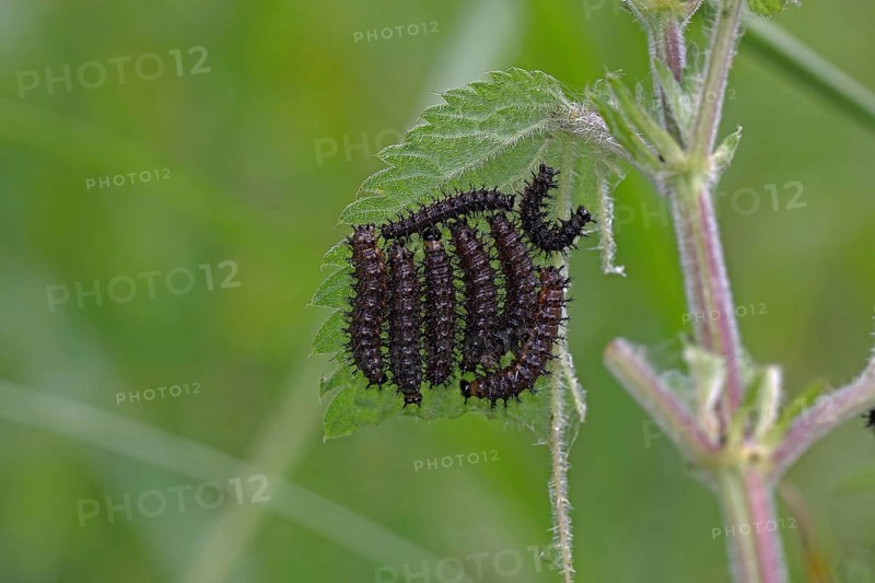 Landcap butterfly