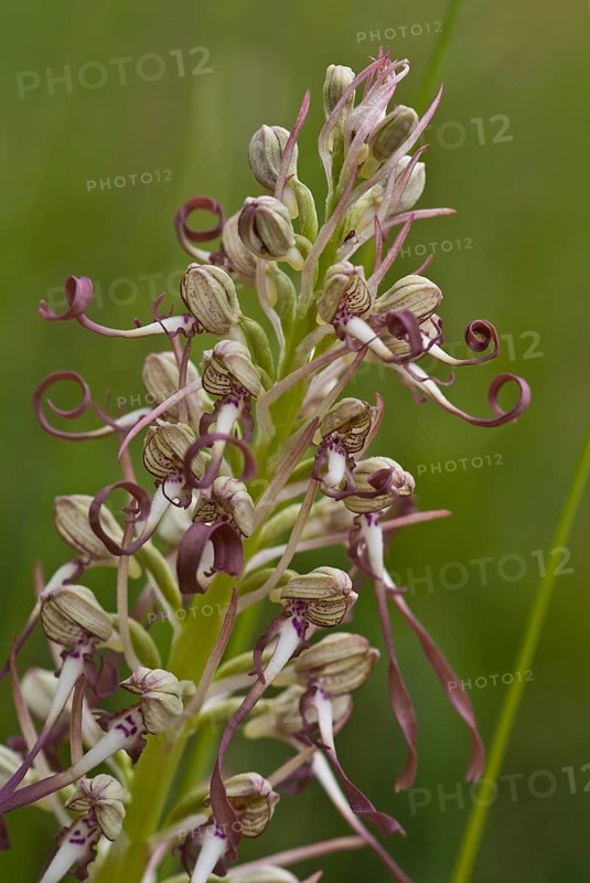 Orchids Lizard Orchid
