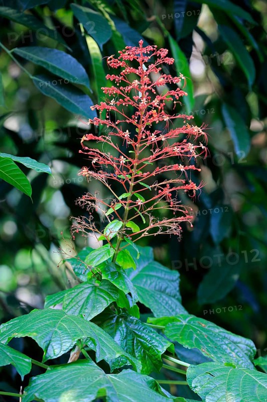 Pagoda Flower