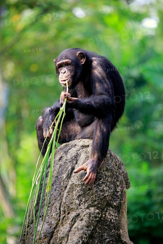 Chimpanzee
