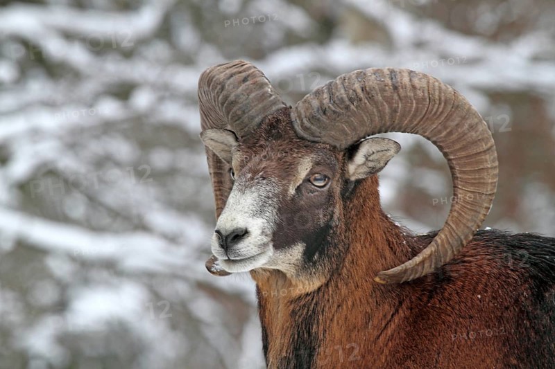 Mouflon