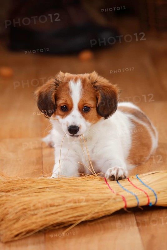 Kooikerhondje