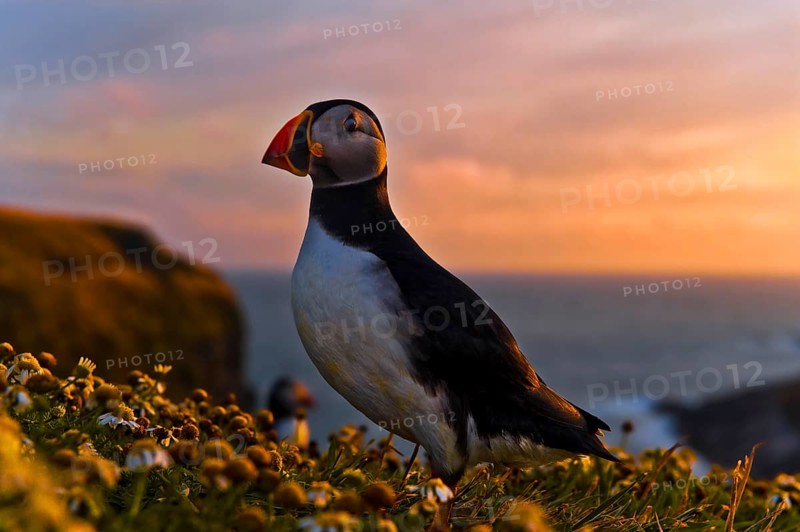 Puffin