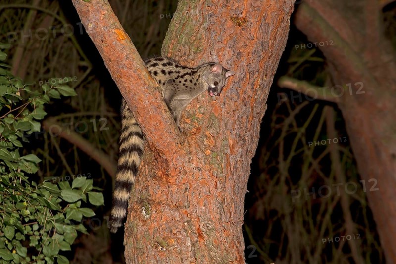 Small-spotted Genet