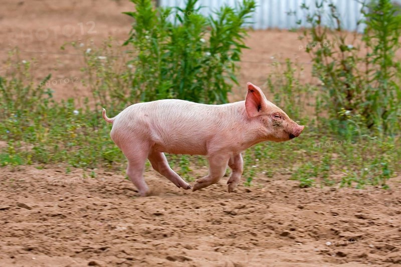 Domestic Pig