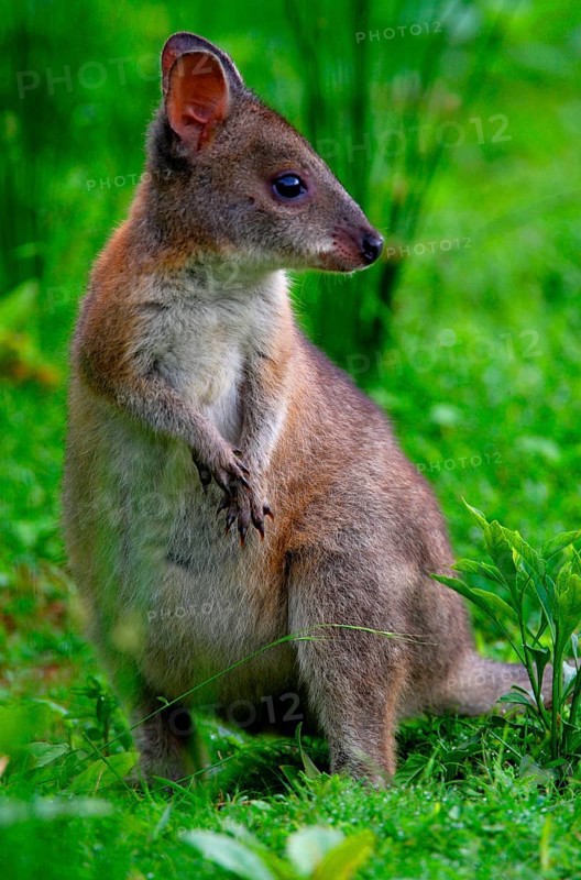 Red-necked Pademelon
