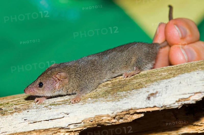 Common Planigale