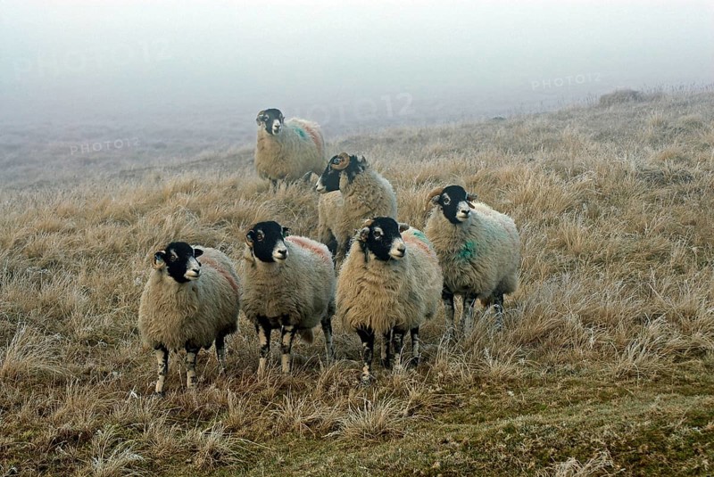 Domestic sheep