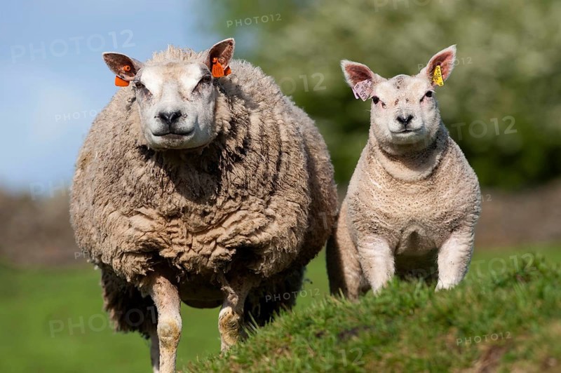 Domestic Sheep