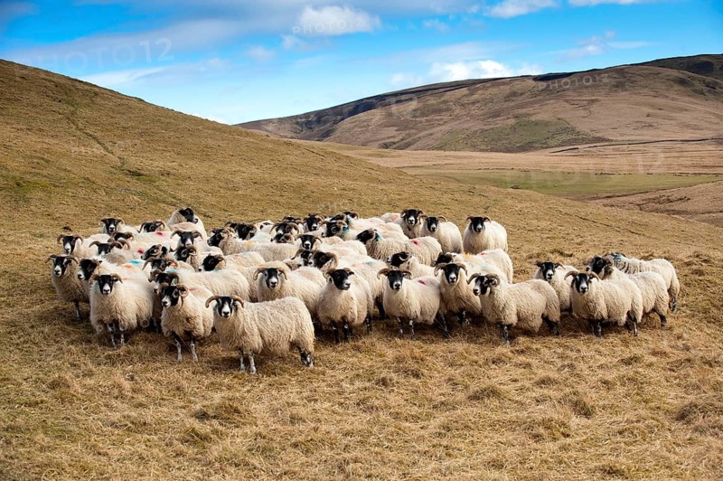 Domestic Sheep