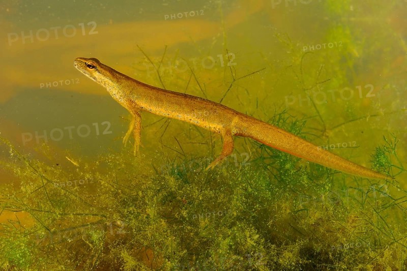 Smooth Newt