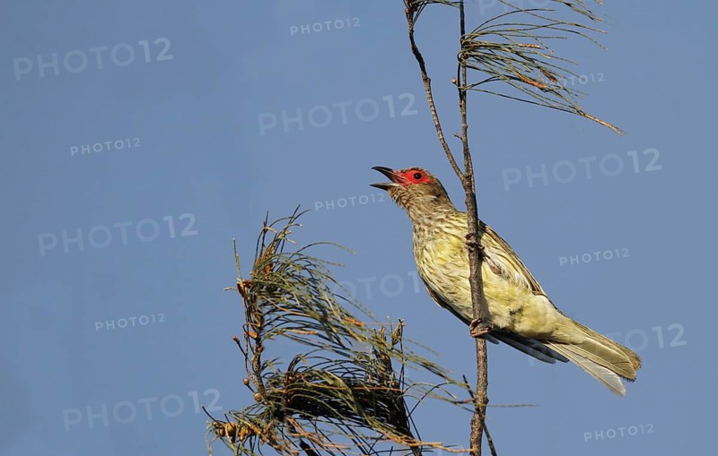 Timor fig oriole