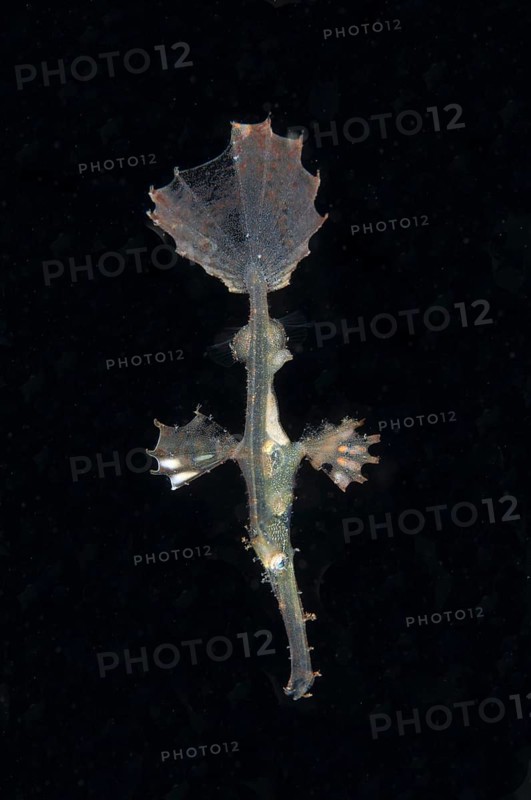 Ornate Ghostpipefish