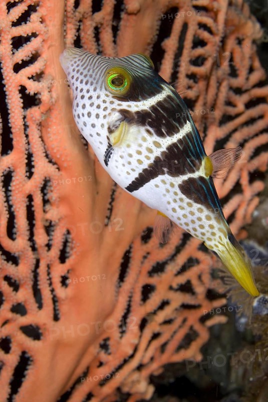 Saddleback Pufferfish