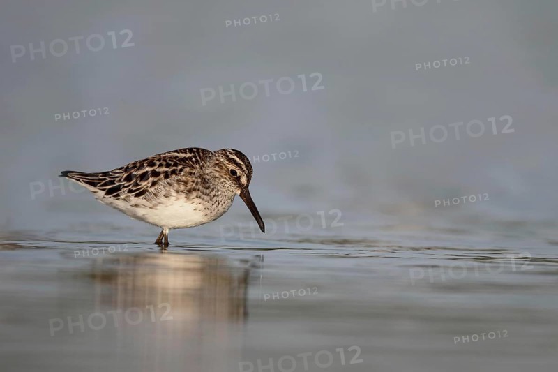 Broad-billed Sandpiper