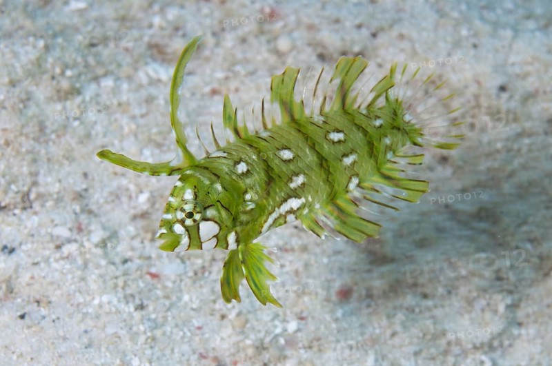 Tree wrasse