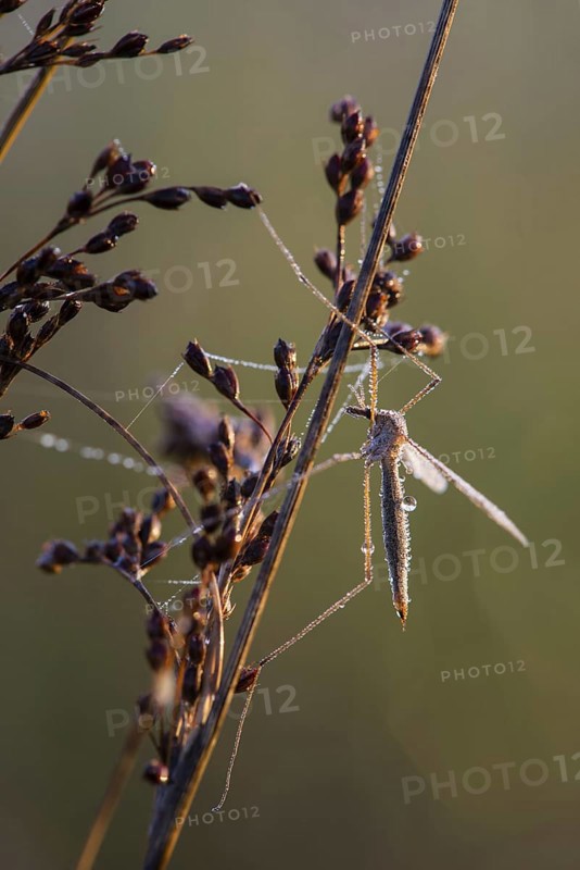 Cranefly