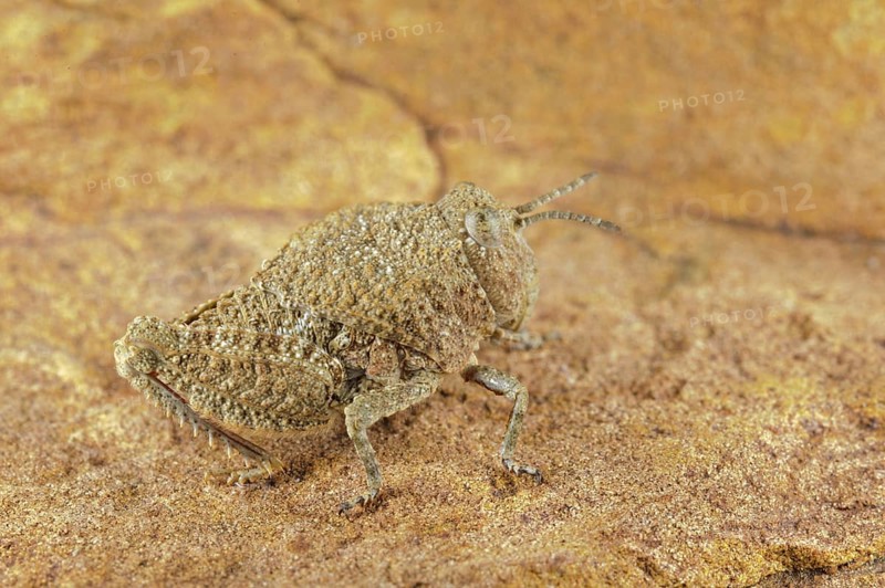 Grasshopper