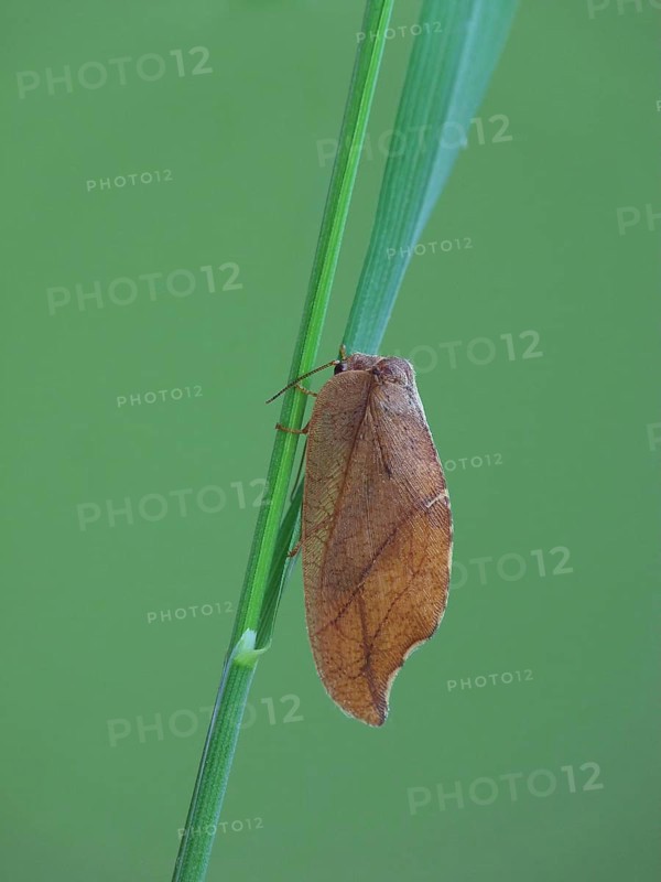 Brown Lacewing