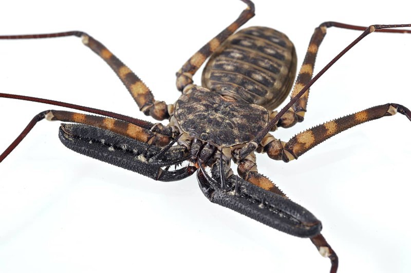 Tanzanian giant whip scorpion without tail