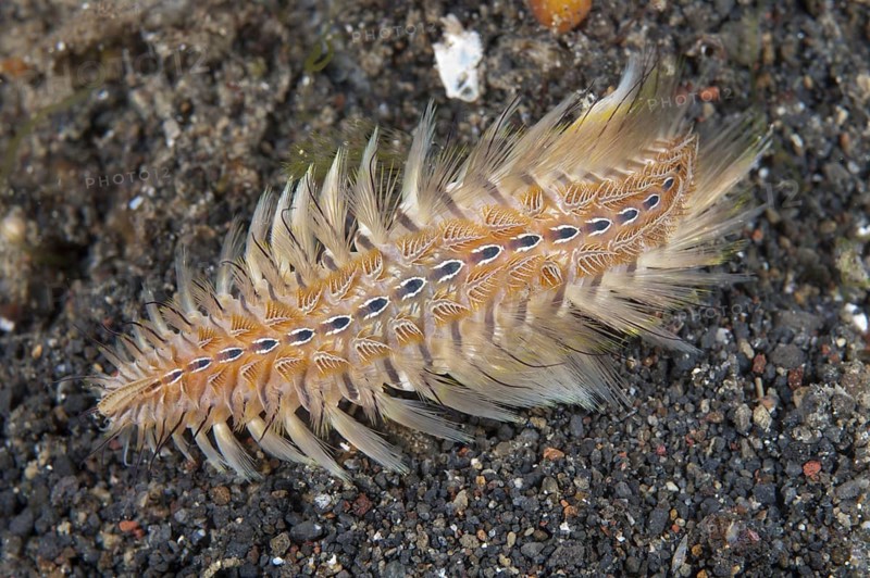 Golden golden fireworm
