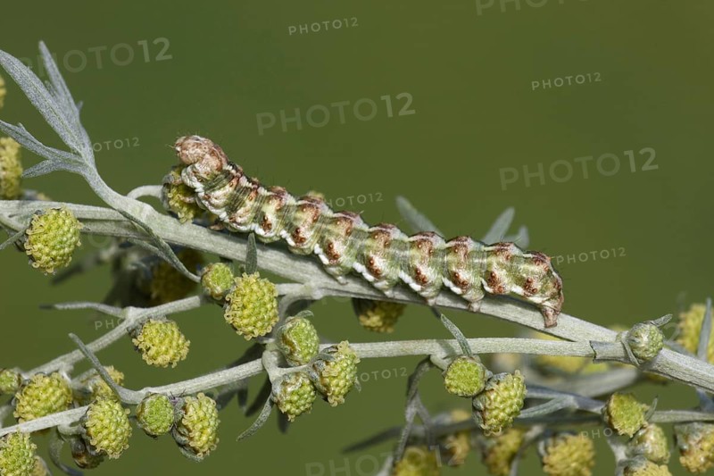 The wormwood moth