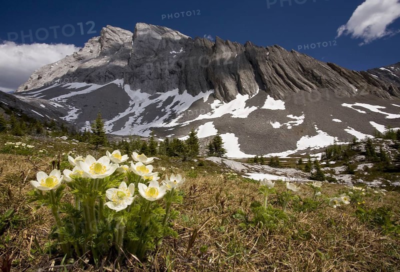 Flowering mountain pasqueflower