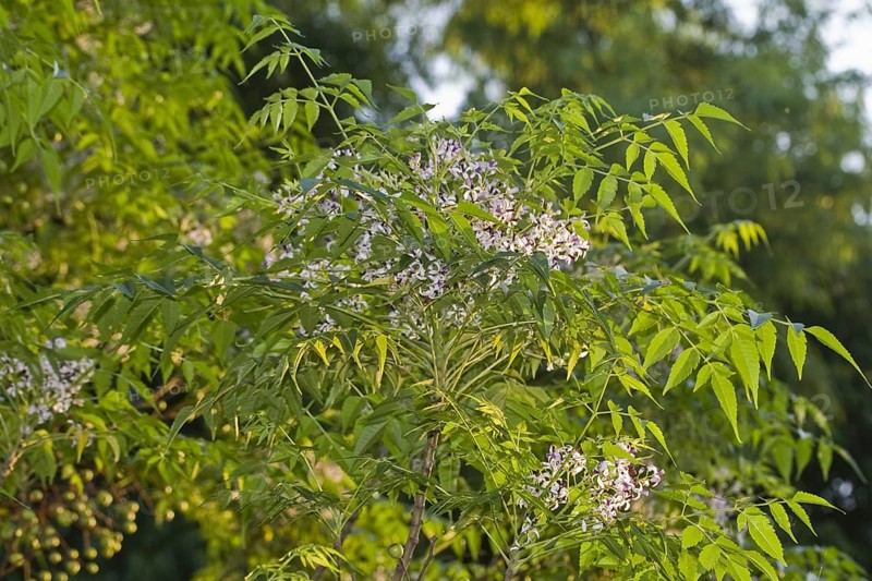 Leaves and flowers of the neem