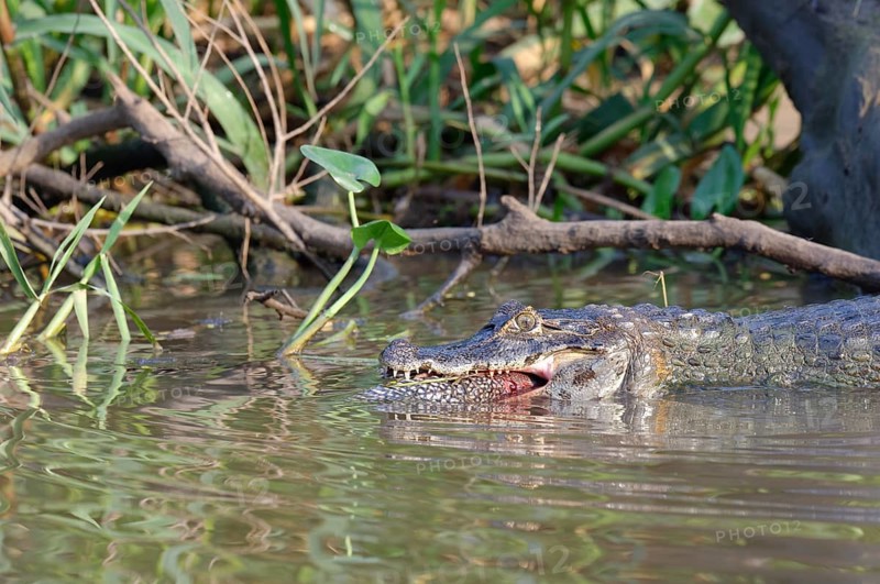 Yacare caiman