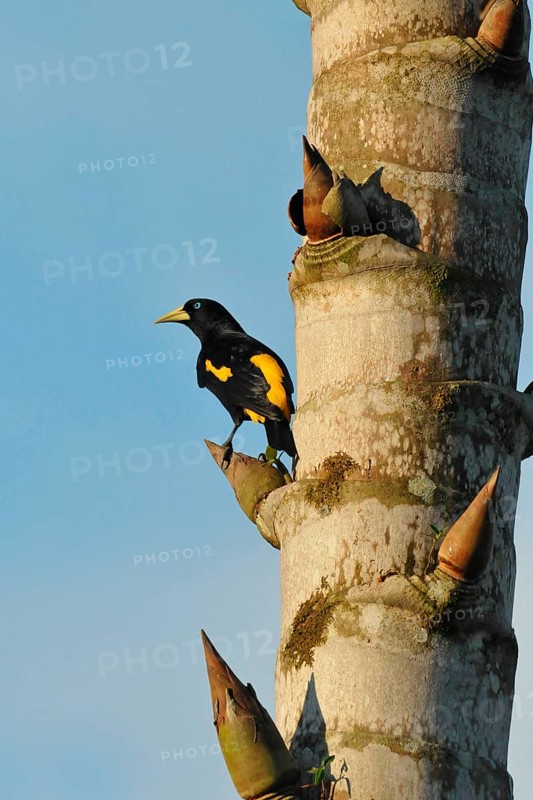 Yellow-backed Oropendola