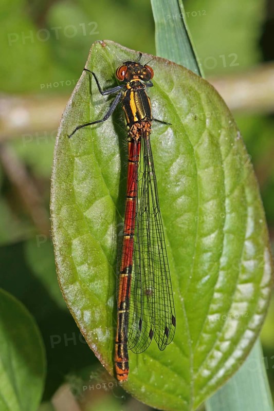 Large Red Damselfly