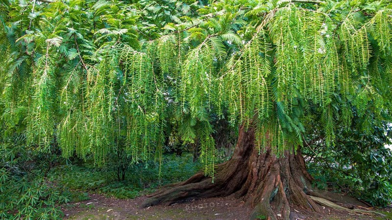Dawn redwood