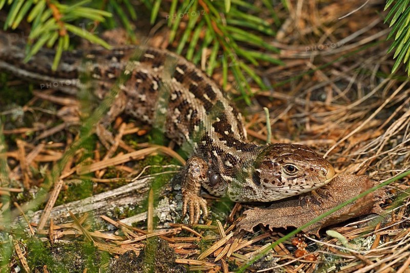 Sand lizard