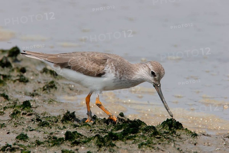 Terek sandpiper